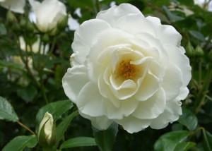 Weiße Rose; Foto:Fred Häusler